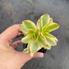 Crassula dejecta variegata
