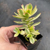 Crassula dejecta variegata