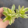 Crassula dejecta variegata