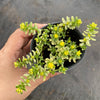 Sedum Golden Rice - Sedum Orizifolium Variegata