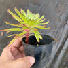 Aeonium 'Mardi Gras'
