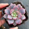 Echeveria subcorymbosa Juxtlahuaca (030 Giant Form)(w/pup)