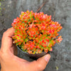 Echeveria amoena