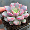 Echeveria subcorymbosa Juxtlahuaca (030 Giant Form)(w/pup)