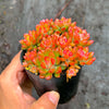 Echeveria amoena