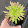 Aeonium 'Mardi Gras'