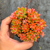 Echeveria amoena