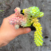 Sedum burrito 'Burros Tail'
