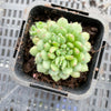 Echeveria setosa var. Rundelli