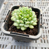 Echeveria setosa var. Rundelli