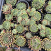 Sempervivum 'Pink Puff' (w/pup)