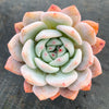 Echeveria Monroe