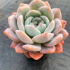 Echeveria Monroe