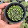Sempervivum 'Pink Puff' (w/pup)