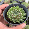 Sempervivum 'Pink Puff' (w/pup)