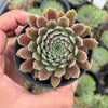 Sempervivum 'Pink Puff' (w/pup)