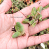 Faucaria Felina (1 X CUTTING)