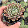 Sempervivum 'Pink Puff' (w/pup)