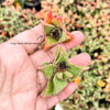 Faucaria Felina (1 X CUTTING)