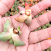 Faucaria Felina (1 X CUTTING)