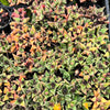 Faucaria Felina (1 X CUTTING)