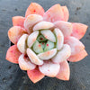 Echeveria Monroe