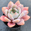 Echeveria Monroe