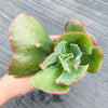 Echeveria 'Bumps' (Bump leaf )