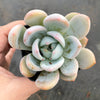 Echeveria Monroe