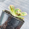 Aeonium 'Lemon-Lime' (aka. A. Starburst)(has mark)