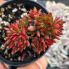 Echeveria 'Bella var. bella'