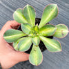 Aeonium 'Lemon-Lime' (aka. A. Starburst)(has mark)