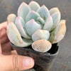 Echeveria Monroe