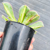Aeonium 'Lemon-Lime' (aka. A. Starburst)(has mark)