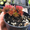 Echeveria 'Bella var. bella'
