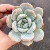 Echeveria Monroe