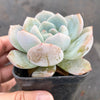 Echeveria Monroe