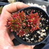 Echeveria 'Bella var. bella'