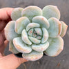 Echeveria Monroe
