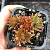 Echeveria 'Bella var. bella'
