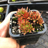 Echeveria 'Bella var. bella'