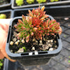 Echeveria 'Bella var. bella'