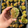 Echeveria 'Green smile' f. cristata