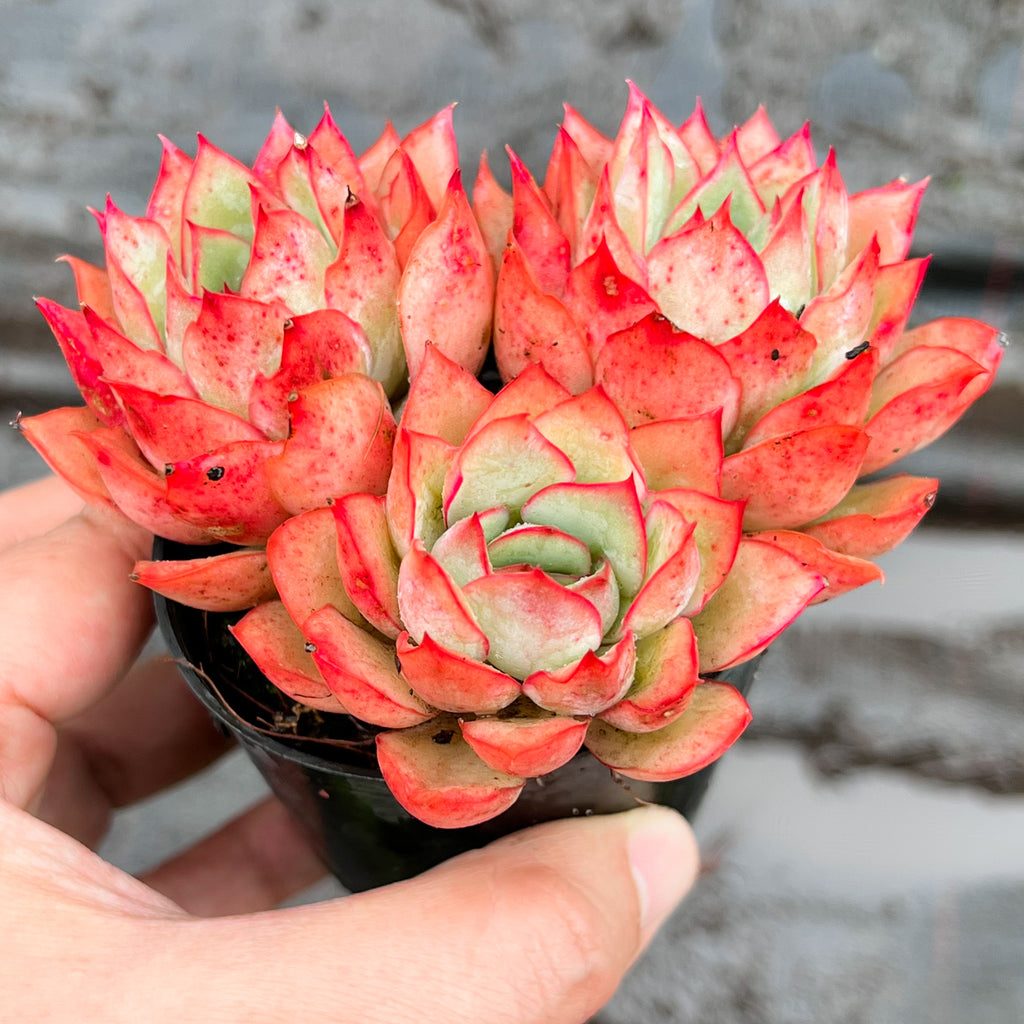 Echeveria Moon Gadnis (aka Ech. Moon Goddess)
