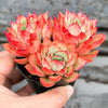Echeveria Moon Gadnis (aka Ech. Moon Goddess)