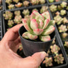 Echeveria 'Avocado Cream'