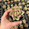 Echeveria 'Avocado Cream'