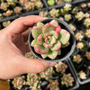 Echeveria 'Avocado Cream'