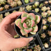 Echeveria 'Avocado Cream'