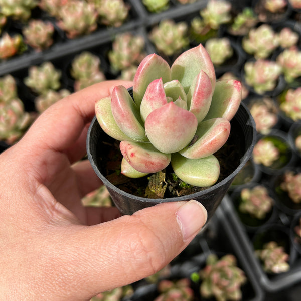 avocado succulent Echeveria 'Avocado Cream' – LET LOVE GROW (Succulent & Cactus)